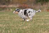 BERGER AUSTRALIEN PUPPIES 239